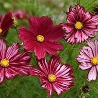 ราคา 100 เมล็ด ดาวกระจาย คอสมอส ดาวกระจายฝรั่ง Cosmos Seeds ดอกคละสีแดง (50858933746)