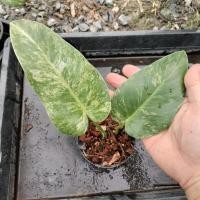 ราคา Philodendron Giganteum ฟิโลเดนดรอนหูช้างด่างขาว [PG] (25309714394)