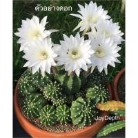 ราคา อิชินอปซิส (echinopsis) ฟอร์มกอ 250 บาท (6410495547)
