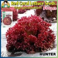ราคา เมล็ดพันธ์ุ เรดคอรอล ผักสลัดสีแดง ผักสลัด เรดคอรัล Red Coral Lettuce Seeds 500เมล็ด/แพ็ค ของแท้ 100% ปลูกง่าย (46654800386)