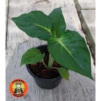 ราคา เสน่ห์จันทร์ขาว ไม้มงคล (20365694652)