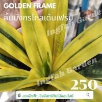 ราคา ลิ้นมังกรโกลเด้นเฟรมกระถาง6นิ้ว (7888284029)