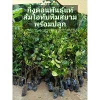 ราคา กิ่งตอน​ ส้มโอทับทิมสยาม พันธุ์​ต้นเตี้ย 80-100 cm พร้อมปลูก ของแท้ ทำเองจากสวน (48351494563)
