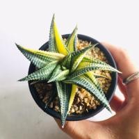 ราคา ม้าเวียนด่าง Haworthia limifolia variegata (10835143973)