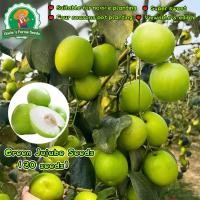 ราคา 30 เมล็ด Crispy Green Jujube Seeds for Planting Fruit Seeds เมล็ดพันธุ์ผลไม้ พันธุ์ไม้ผล ต้นไม้แคระ ต้นไม้ผล เมล็ดผลไม้ (40972197830)