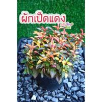ราคา ต้นหยิบเงินหยิบทอง หรือต้นผักเป็ดแดง กระถาง6"สวยๆ (4279663881)