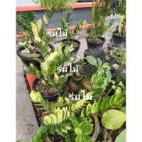 ราคา กวักมรกตด่างเหลืองไม้มงคลกวักทองเสริมโชคลาภ (26440435055)
