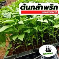 ราคา 30ต้น ต้นกล้าผัก ต้นกล้าพริก พริกซุปเปอร์ฮอท พริกขี้หนู พริกจินดา 30ต้น (18572133064)