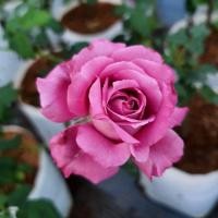 ราคา Claude brasseur กุหลาบพุ่ม ดอกสีม่วง หอมแรง (24600752481)