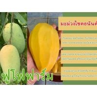 ราคา มะม่วงโชคอนันต์ มะม่วงสามฤดู มะม่วงแก่จัด หวาน หอม มาก ๆ (43054482880)