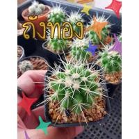 ราคา ถังทอง แคคตัส Echinocactus grusonii (2962326201)
