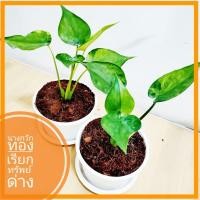 ราคา ต้นนางกวักเรียกทรัพย์ด่าง นางกวัก ด่างเหลือง ต้นนางกวัก ไม้มงคล กวักเงินกวักทอง กวักโชคลาภ ปลูกแล้วรวย หายาก ฟอกอากาศ (8816773022)