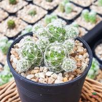 ราคา แมมตุ๊กตาญี่ปุ่น Mammillaria gracilis กระบองเพชร แคคตัส (4491096950)