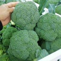 ราคา BROCCOLI SEEDS งอกสูง บร็อคโคลี ประมาณ 150 เมล็ด เมล็ดบร็อคโคลี่เมล็ดผักออร์แกนิก งอกสูง (46202837737)