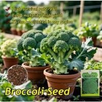 ราคา 400เมล็ด/แพ็ค เมล็ดพันธุ์ บร็อคโคลี่ เมล็ดบรอกโคลี Broccoli Seed Organic Vegetable Seeds for Planting เมล็ดบร็อคโคลี่ (49755257538)