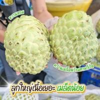 ราคา ‼️ น้อยหน่าเพชรปากช่อง ❣️ไซต์3-4ลูกโล เก็บสดจากสวน ห่อกันกระแทกทุกลูก❣️เครมได้จัดส่งแบบดิบ (40407052895)