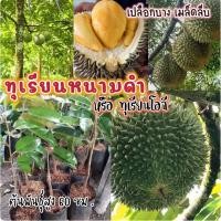 ราคา ทุเรียนหนามดำ หรือทุเรียนโอวฉี ต้นพันธุ์แท้ๆต้นพันธุ์ สูง 60 ซม.ต้นแข็งแรง ปลูกง่าย โตไว ต้นแข็งแรง ทนต่อโรค (24564904529)