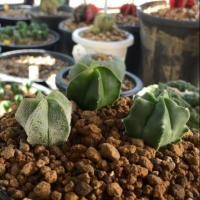 ราคา แคคตัสแอสโตรไฟตัม มายริโอ(astrophytum myriostigma)ชุด 3 ต้น (3439025844)
