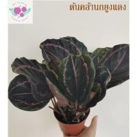 ราคา ต้นคล้า คล้านกยูงแดง / ค้าขายร่ำรวย (ใบม่วงดำ) (11757053594)