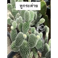 ราคา หูกระต่าย หูมิกกี้เมาส์ mickey mouse ต้นหูกระต่าย microdasys กระบองเพชร แคคตัส โอพันเทีย opuntia Bunny ears cactus (9580976318)