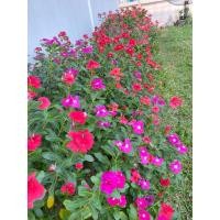 ราคา เมล็ดแพงพวยคละสี14สี++1,000เมล็ด (23439915245)