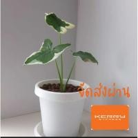 ราคา บอนสี ต้นถุงเงินถุงทองบอนด่าง เลือกต้น (13447746975)