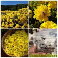 ราคา (ขาย เมล็ด ) ต้น ดอก เมล็ด ดอกเก็กฮวย เก็กฮวย Chrysanthemum เมล็ดพันธุ์ดอกไม้สวยงาม สีเหลือง (8533459183)