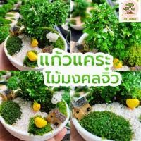 ราคา (ต้นไม้จริง)ต้นแก้วแคระ ไม้มงคล บอนไซแก้วแคระ [ประกอบให้ตามรูป] (11857461163)