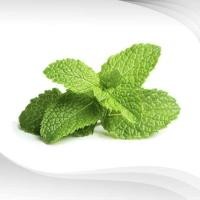 ราคา AB1306-Aน้ำมันหอมระเหย เลม่อน บาล์ม (Melissa) (Lemon Balm) (1874149924)