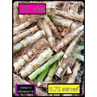 ราคา หญ้าหวานอิสราเอล 50 ท่อน (21186051400)
