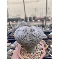 ราคา แมมนกฮูก Mammillaria Microthele (12619741444)