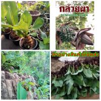 ราคา (1ต้น)(ขาย ต้นพันธุ์) ต้น กล้วยผาแดง กล้วยผา แดง กล้วย ต้นกล้วย เพชรพันธุ์ไม้ (3892886119)