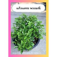 ราคา ต้นแก้วแคระ พวงมณี ดอกดก ไม้พุ่มเล็ก ชอบแดด ออกดอกทั้งปี (55557899603)