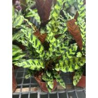 ราคา คล้ากาเหว่าลาย Calathea lancifolia Boom ไม้มงคล สวยใบสวย (8907764082)