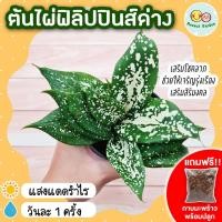 ราคา [แถมกาบมะพร้าวพร้อมปลูก] ต้นไผ่ฟิลิปปินส์ด่าง กระถาง 3 นิ้ว ไม้ฟอกอากาศ ไม้มงคล ไม้ใบด่าง ไผ่มังกรทอง ไม้ใบลายสวย Gold (16085793511)