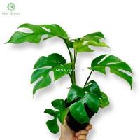 ราคา มอนสเตอร่าจินนี่ มอนจินนี่ ไม้ฟอกอากาศ mini monstera ฟอร์มสวย (มี 6-8 ใบ) กระถาง 4 นิ้ว (18941865617)