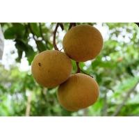ราคา ต้นพันธุ์ กระท้อนปุยฝ้าย Santol ในถุงดำพร้อมปลูก 39บาท กระท้อน เพาะเมล็ด เนื้อหมือนปุยฝ่าย (29013421073)