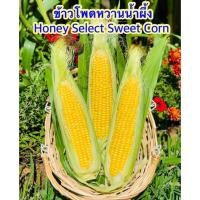 ราคา ข้าวโพดหวานน้ำผึ้ง - Honey Select Sweet Corn คุณภาพดี ของแท้ 100% (10779481568)