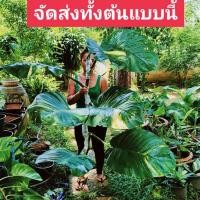 ราคา ต้นพลูด่างยักษ์,พลูด่างฉีกส่งทั้งต้นมี3-5ใบใหญ่ๆ สูง80ซม. พลูด่างลายใบใหญ่ พลูฉีกด่าง,พลูด่างใบใหญ่,พลูด่างยักษ์ใบแฉก (8354284166)
