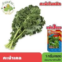 ราคา [แพ็ค 3 ซอง] 3A เมล็ดพันธุ์ คะน้าเคล ขนาดซองละ1กรัม ประมาณ120เมล็ด/ซอง CURLY GREEN KALE เคล คะน้าใบหยิก คะน้าประดับ (6037558442)