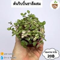 ราคา ต้นริบบิ้นชาลีผสม จัดส่งที่ 2 ต้นขึ้นไป คละแบบได้ (43251587374)
