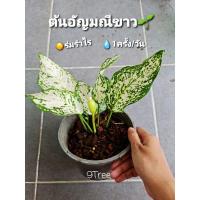 ราคา ต้นอัญมณีขาว อโกลนีมา ไม้มงคล ความสูงรวมกระถาง 30-40 ซม. (5955530653)