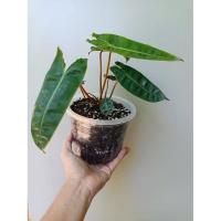 ราคา ฟิโลเดนดรอนก้านส้ม ไซต์ Philodendron billietiae (9774304936)