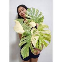 ราคา Monstera daliciosa legacy มอนสเตอร่า เลกาซี่ สวยๆๆ มอนเตอร่า เดลิซิโอซ่า เลกาซี่ (27954151426)
