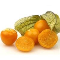 ราคา เมล็ดแคปกูสเบอรี่ - Cape gooseberryหรือโทงเทงฝรั่ง (5675001783)