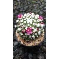 ราคา Mammillaria Bucareliensis cv. erusamu / แมมมิลลาเรีย อิรุซามุ ดอกชมพู (45053437812)