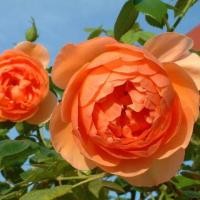 ราคา 10 เมล็ด กุหลาบ Rose Seeds ยุโรปพันธุ์เลื้อย กุหลาบอังกฤษ Pat Austin สีส้ม (41930155422)