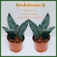 ราคา ลิ้นมังกรแคระ ไม้ฟอกอากาศ ต้นไม้แคระ (13829929407)