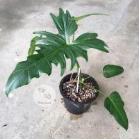 ราคา Philodendron dragon - พลูจีบ ไม้วางข้อ 1 ใบ ใบใหม่+หลอดใหม่ ออกแล้วนะคะ (16480727918)