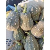 ราคา เมล็ดพันธุ์ฟักทองถุงทอง/บรรจุ10เมล็ด/65บาท (19547622196)